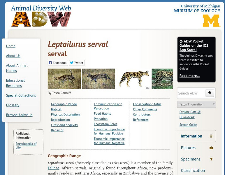 Animal Diversity Web: Serval Handout