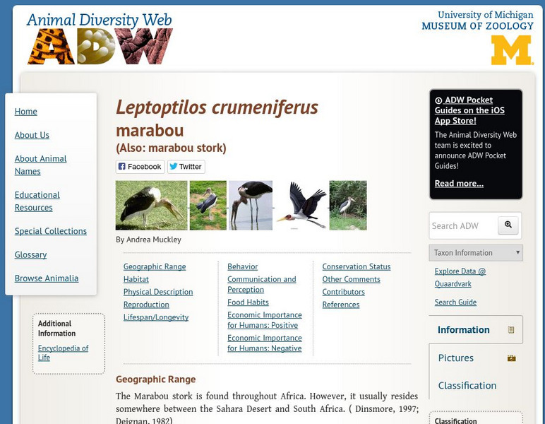 Animal Diversity Web: Leptoptilos Crumeniferus Handout Animal Diversity Web: Leptoptilos Crumeniferus Handout
