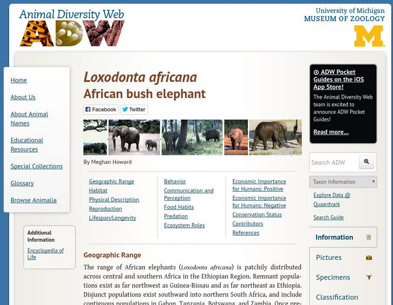 Animal Diversity Web: African Elephant Handout Animal Diversity Web: African Elephant Handout