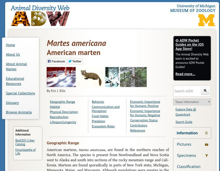 Animal Diversity Web: American Marten Handout Animal Diversity Web: American Marten Handout