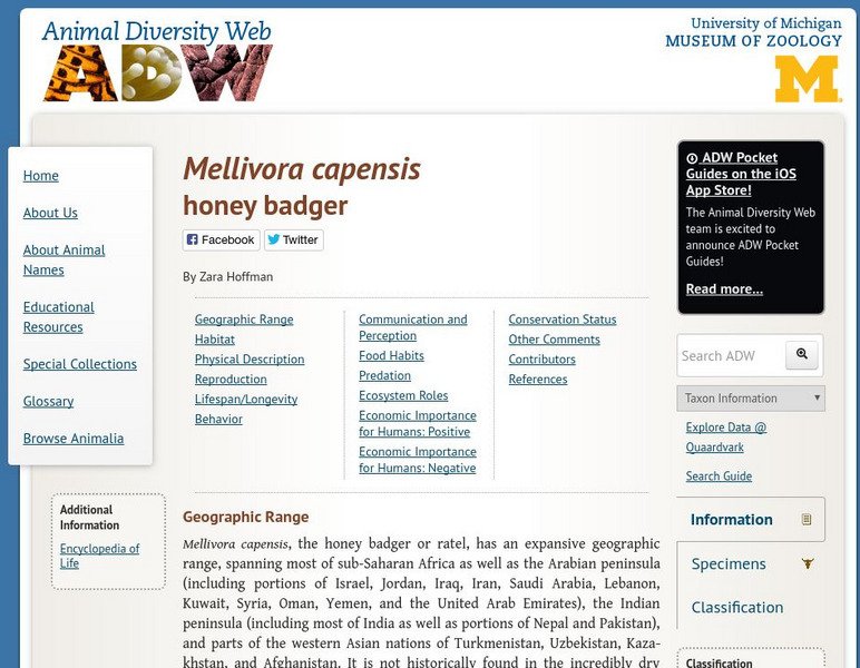 Animal Diversity Web: Honey Badger Handout