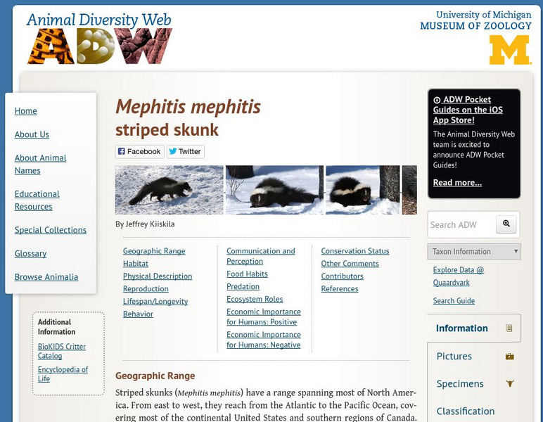 Animal Diversity Web: Striped Skunk Handout