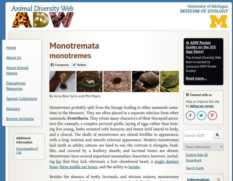 Animal Diversity Web: Order Monotremata (Monotremes) Handout