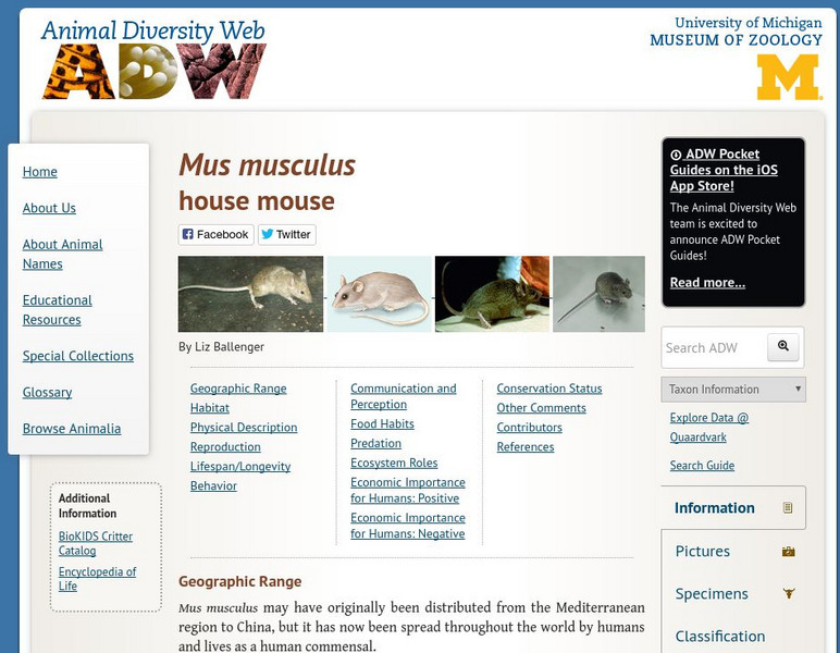 Animal Diversity Web: House Mouse Handout