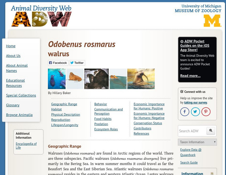 Animal Diversity Web: Walrus Handout Animal Diversity Web: Walrus Handout