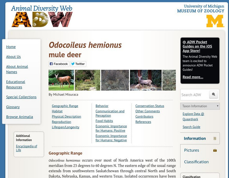 Animal Diversity Web: Mule Deer Handout