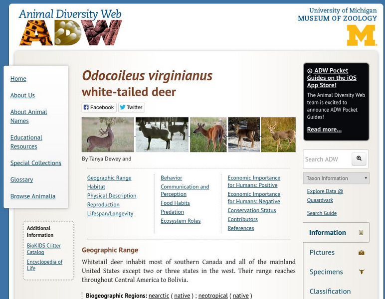 Animal Diversity Web: White Tailed Deer Handout