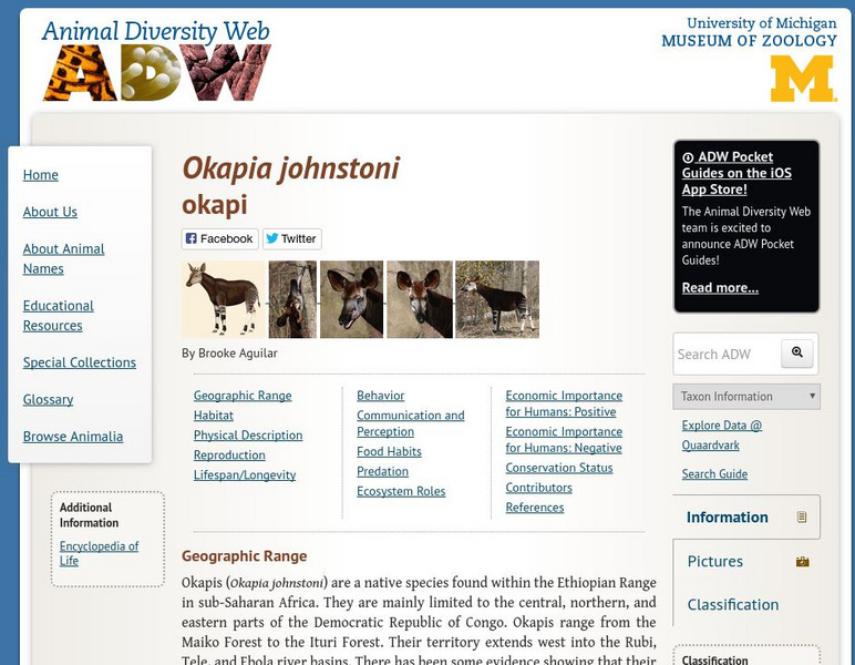 Animal Diversity Web: Okapi Handout