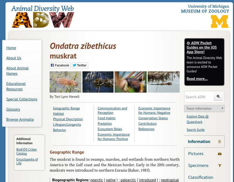 Animal Diversity Web: Muskrat Handout