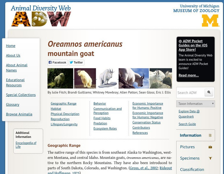 Animal Diversity Web: Mountain Goat Website Animal Diversity Web: Mountain Goat Website