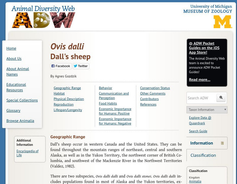 Animal Diversity Web: Dall's Sheep Handout