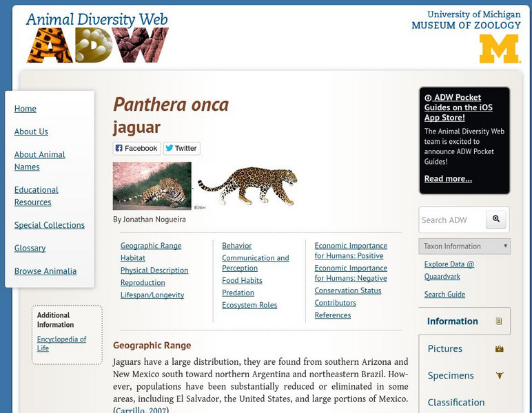 Animal Diversity Web: Jaguar Handout