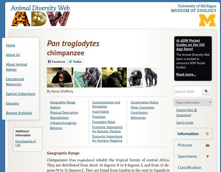 Animal Diversity Web: Chimpanzee Handout Animal Diversity Web: Chimpanzee Handout