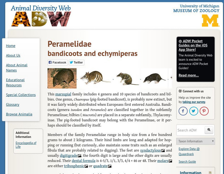 Animal Diversity Web: Peramelidae (Bandicoots & Bilbies) Handout Animal Diversity Web: Peramelidae (Bandicoots & Bilbies) Handout