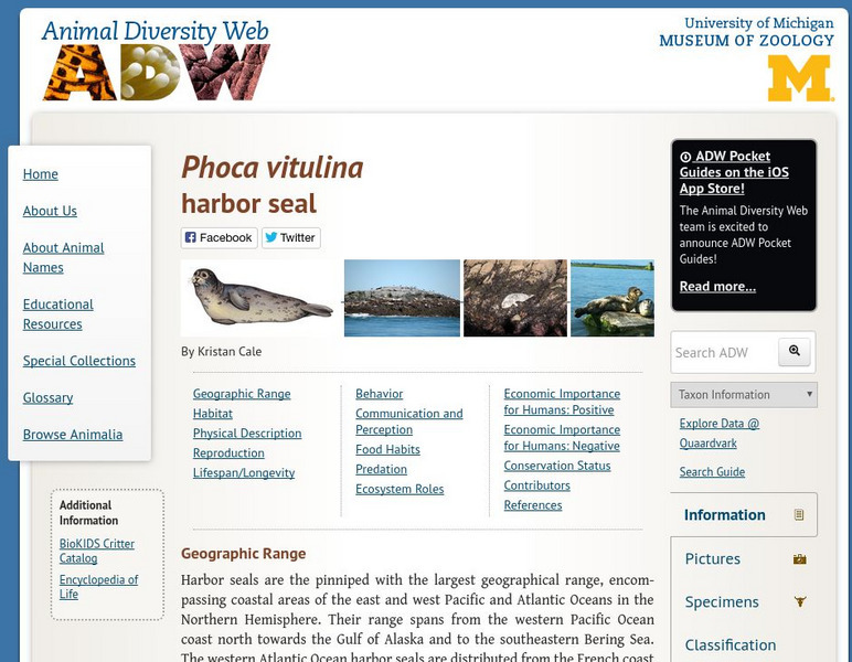 Animal Diversity Web: Harbor Seal Handout
