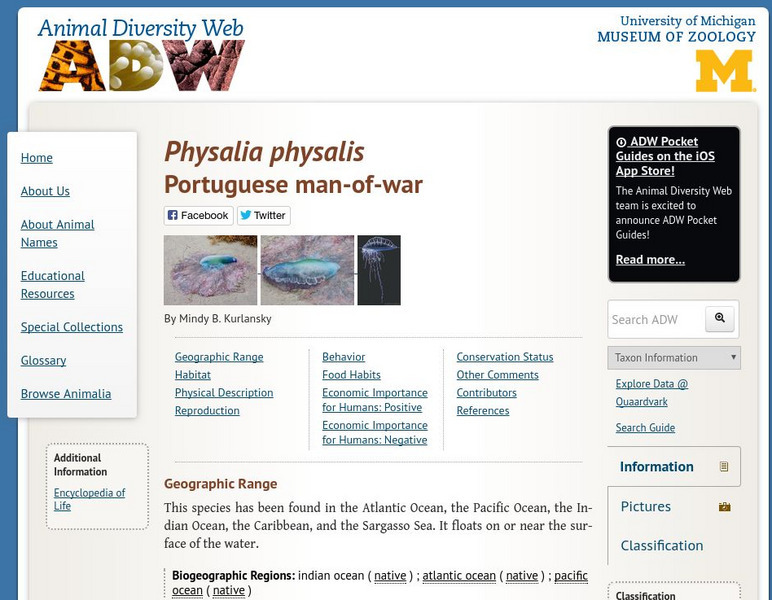 Animal Diversity Web: Physalia Physalis (Portuguese Man of War) Handout Animal Diversity Web: Physalia Physalis (Portuguese Man of War) Handout