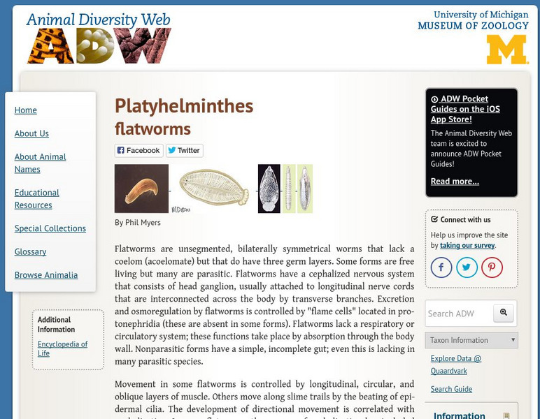 Animal Diversity Web: Phylum Platyhelminthes Website
