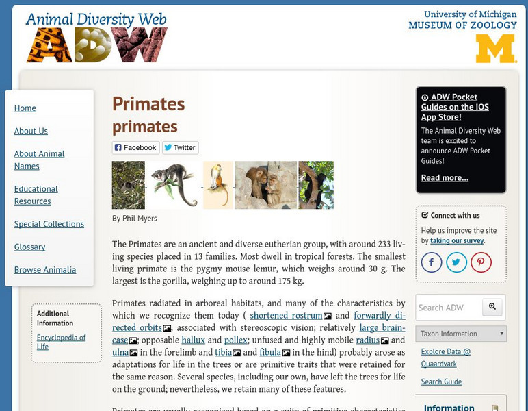 Animal Diversity Web: Order Primates Handout Animal Diversity Web: Order Primates Handout