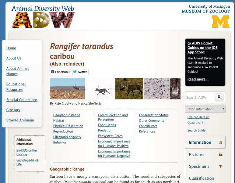 Animal Diversity Web: Caribou Handout