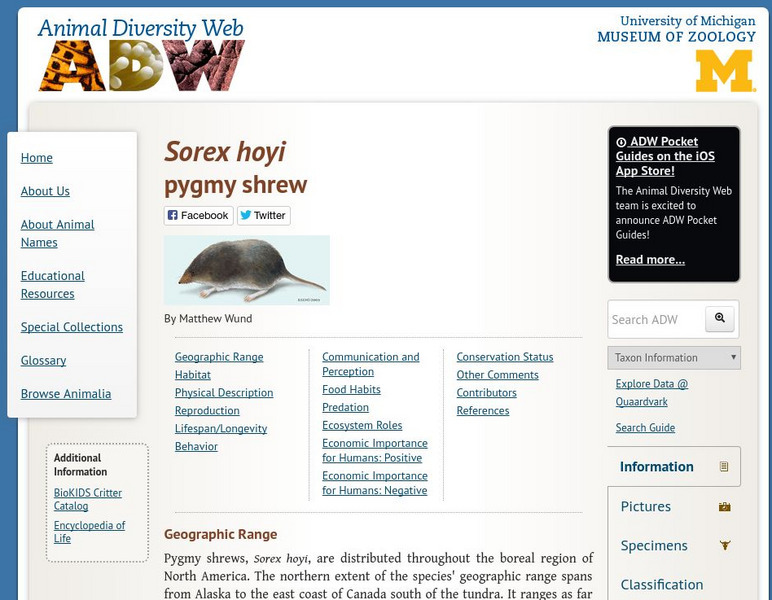 Animal Diversity Web: Pygmy Shrew Handout