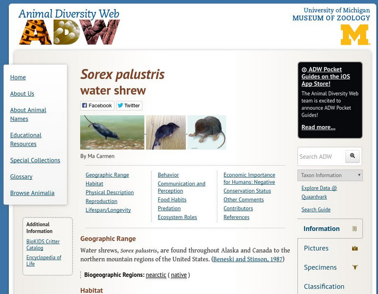 Animal Diversity Web: Water Shrew Handout Animal Diversity Web: Water Shrew Handout