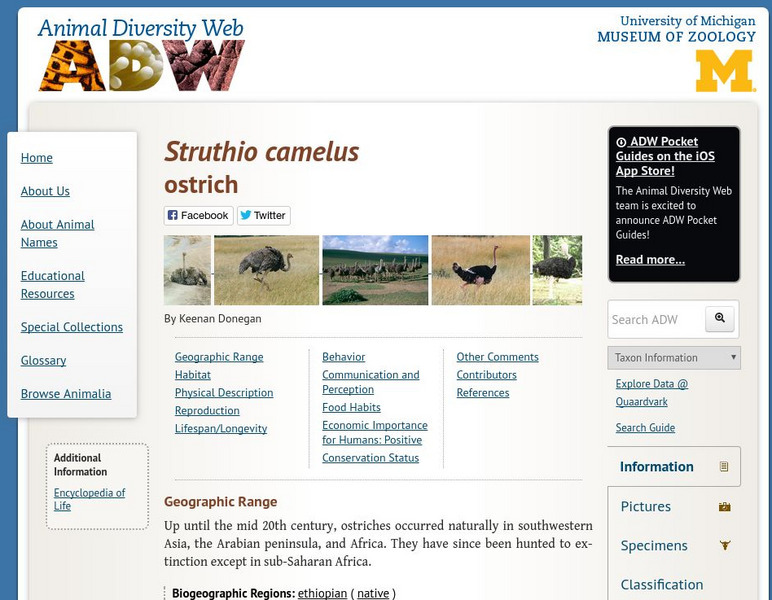 Animal Diversity Web: Ostrich Handout Animal Diversity Web: Ostrich Handout