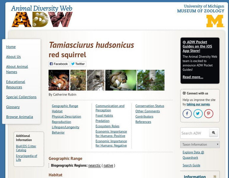 Animal Diversity Web: Red Squirrel Handout Animal Diversity Web: Red Squirrel Handout