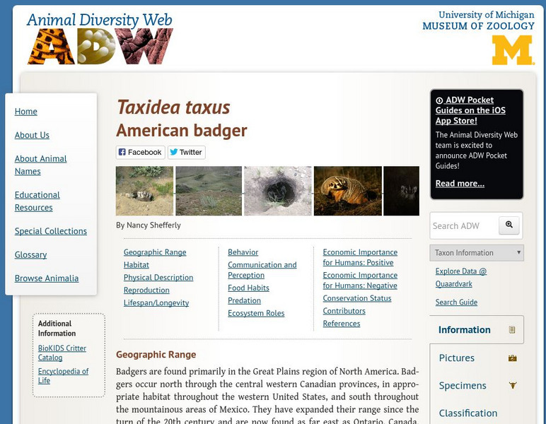 Animal Diversity Web: American Badger Handout Animal Diversity Web: American Badger Handout