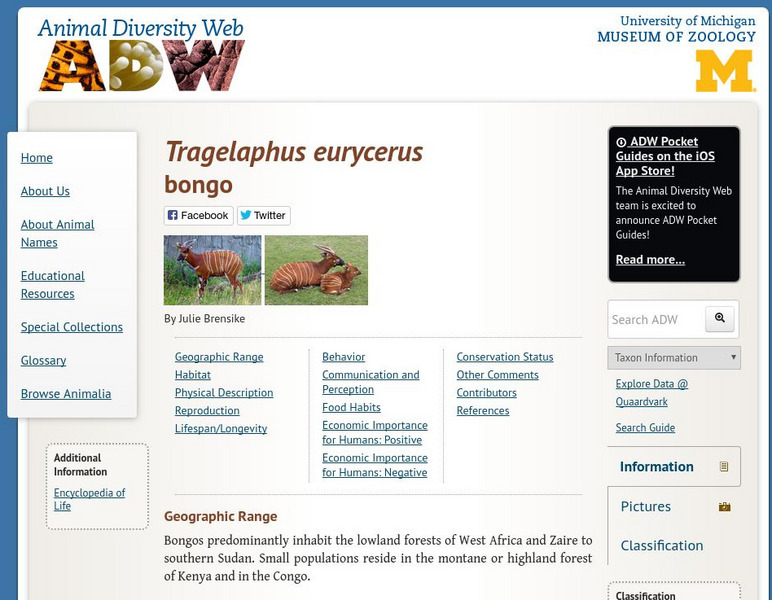 Animal Diversity Web: Bongo Handout
