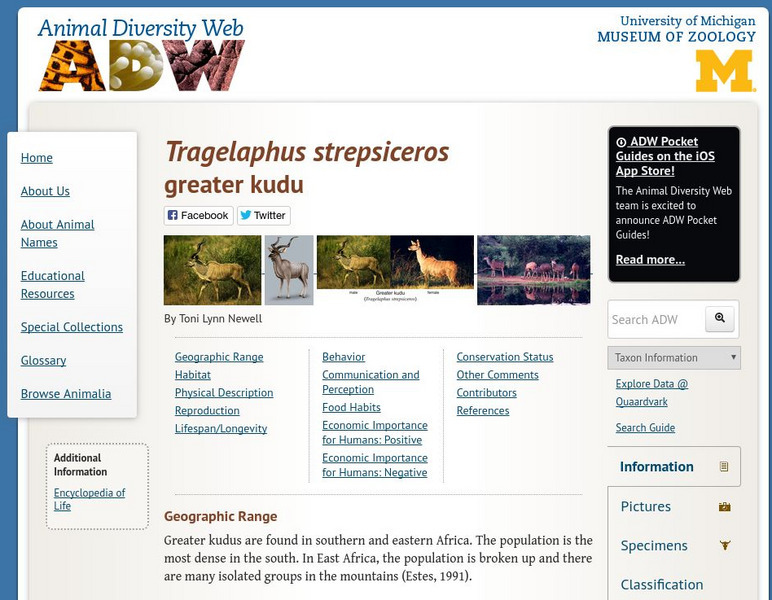 Animal Diversity Web: Greater Kudu Handout