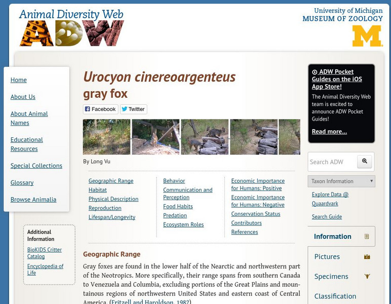 Animal Diversity Web: Gray Fox Handout Animal Diversity Web: Gray Fox Handout