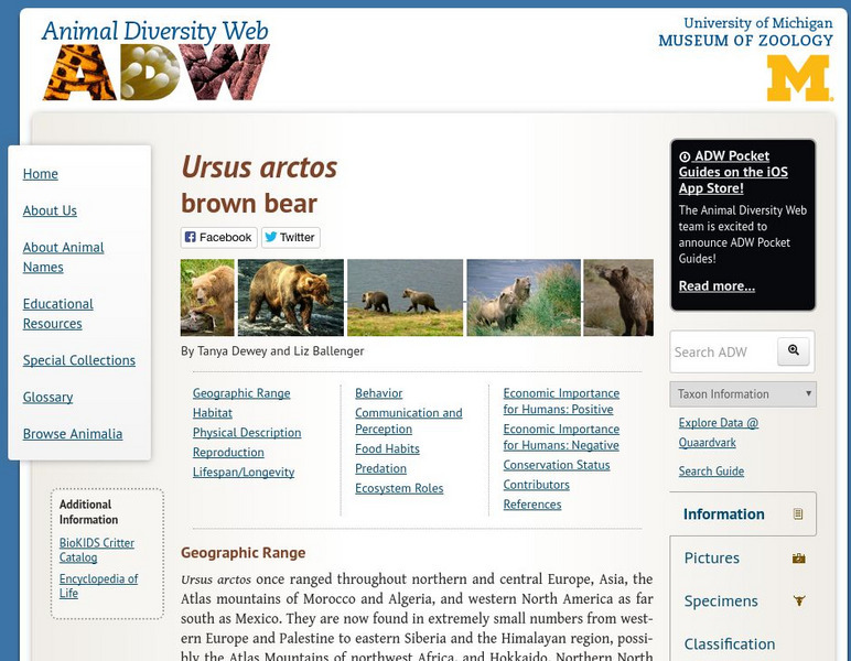 Animal Diversity Web: Brown Bear Handout