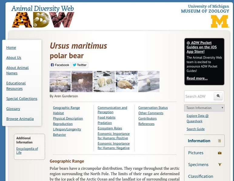 Animal Diversity Web: Polar Bear Handout