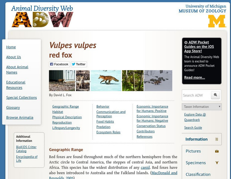 Animal Diversity Web: Red Fox Handout Animal Diversity Web: Red Fox Handout