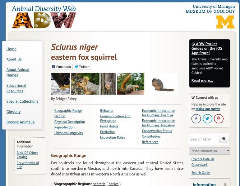 Animal Diversity Web: Eastern Fox Squirrel Handout Animal Diversity Web: Eastern Fox Squirrel Handout