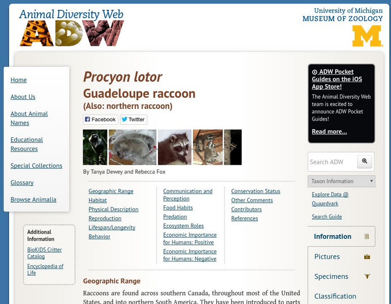 Animal Diversity Web: Northern Raccoon Handout Animal Diversity Web: Northern Raccoon Handout