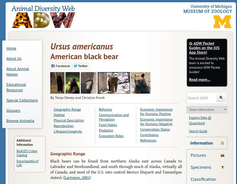 Animal Diversity Web: American Black Bear Handout Animal Diversity Web: American Black Bear Handout