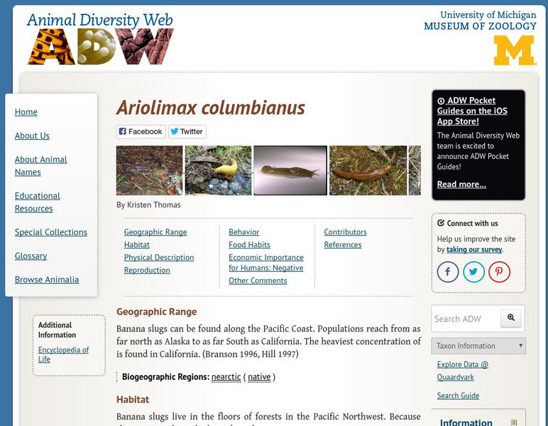 Animal Diversity Web: Ariolimax Columbianus (Banana Slug) Handout Animal Diversity Web: Ariolimax Columbianus (Banana Slug) Handout