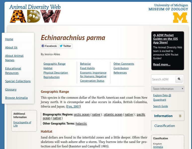 Animal Diversity Web: Echinarachnius Parma (Sand Dollar) Handout