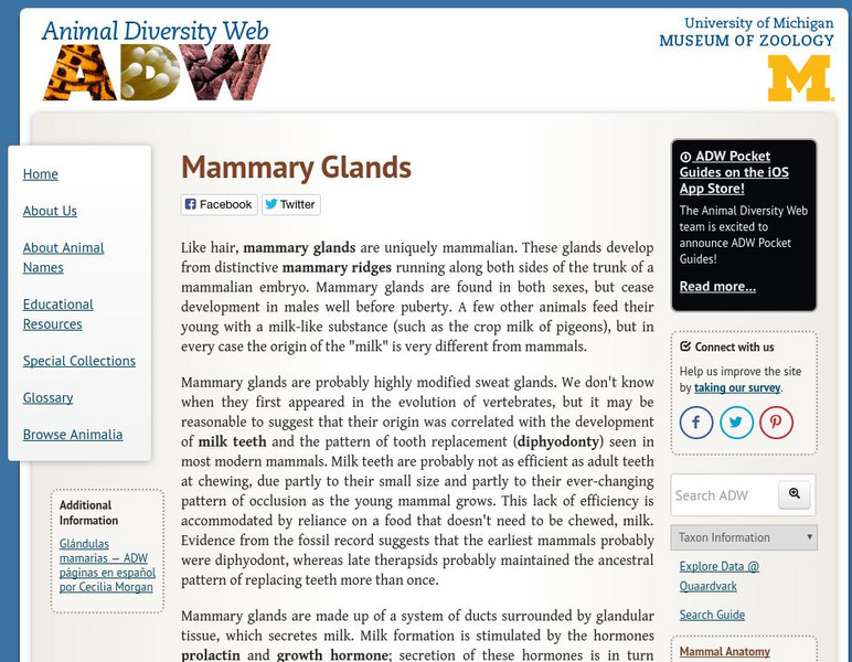 Animal Diversity Web: Mammary Glands Handout Animal Diversity Web: Mammary Glands Handout