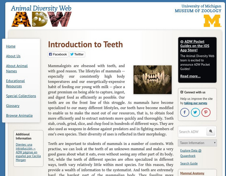 Animal Diversity Web: Introduction to Teeth Handout Animal Diversity Web: Introduction to Teeth Handout