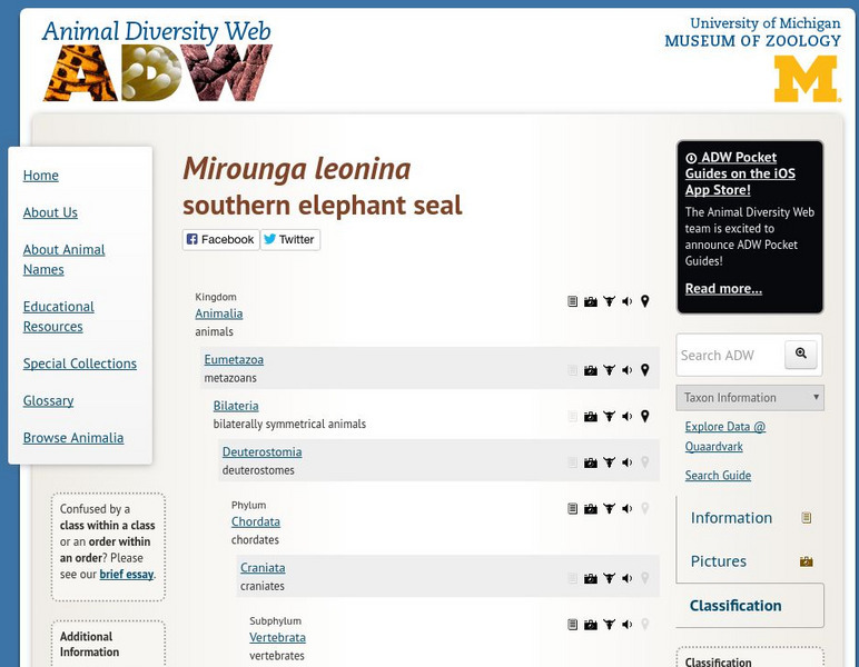 Animal Diversity Web: Southern Elephant Seal Handout Animal Diversity Web: Southern Elephant Seal Handout