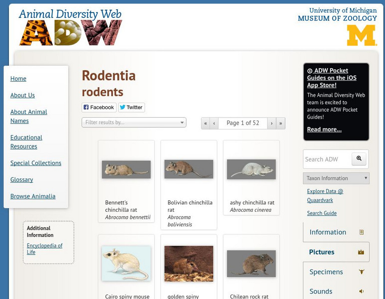 Animal Diversity Web: Rodentia: Rodents Graphic