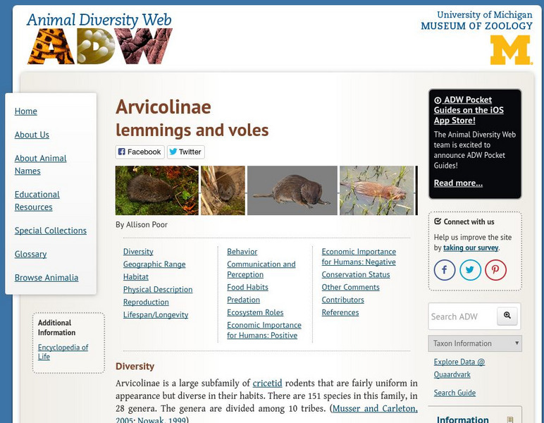 Animal Diversity Web: Lemmings and Voles Handout Animal Diversity Web: Lemmings and Voles Handout