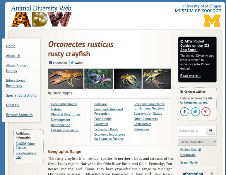 Animal Diversity Web: Rusty Crayfish Handout Animal Diversity Web: Rusty Crayfish Handout