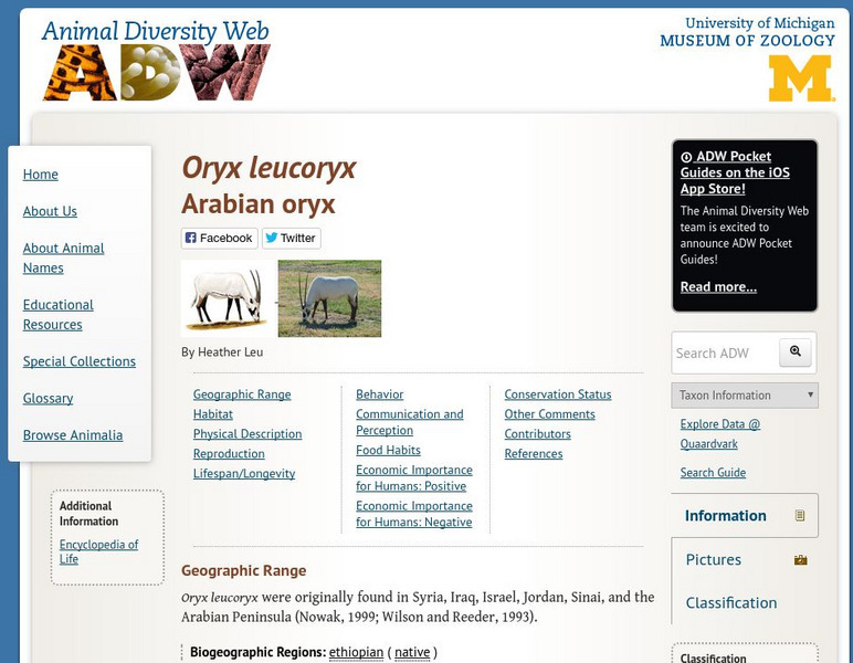 Animal Diversity Web: Arabian Oryx Handout Animal Diversity Web: Arabian Oryx Handout