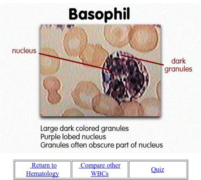 Okccc: Basophil Graphic Okccc: Basophil Graphic