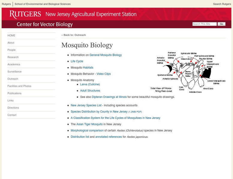 Rutgers University: Mosquito Biology Handout Rutgers University: Mosquito Biology Handout