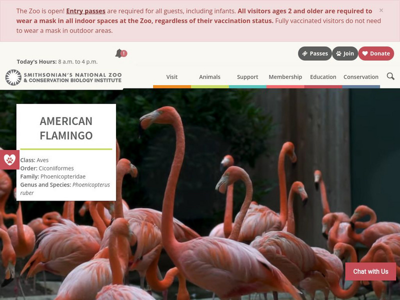 Smithsonian National Zoo: Flamingo Cam Website Smithsonian National Zoo: Flamingo Cam Website