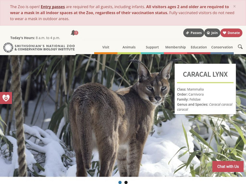 Smithsonian National Zoo: Caracal Handout Smithsonian National Zoo: Caracal Handout